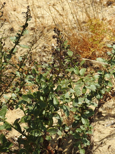 Scrophularia frutescens, photograph 5