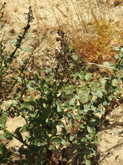 Scrophularia frutescens, photograph (c) Duarte Frade, some rights reserved (CC BY)