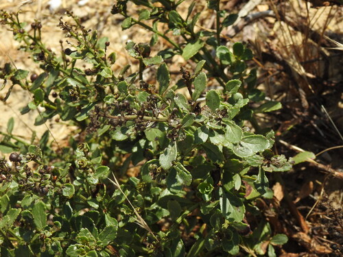Scrophularia frutescens, photograph 6