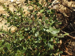 Scrophularia frutescens, photograph (c) Duarte Frade, some rights reserved (CC BY)