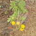 Acacia nilotica