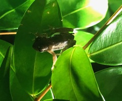 Litoria dentata