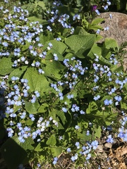 Brunnera