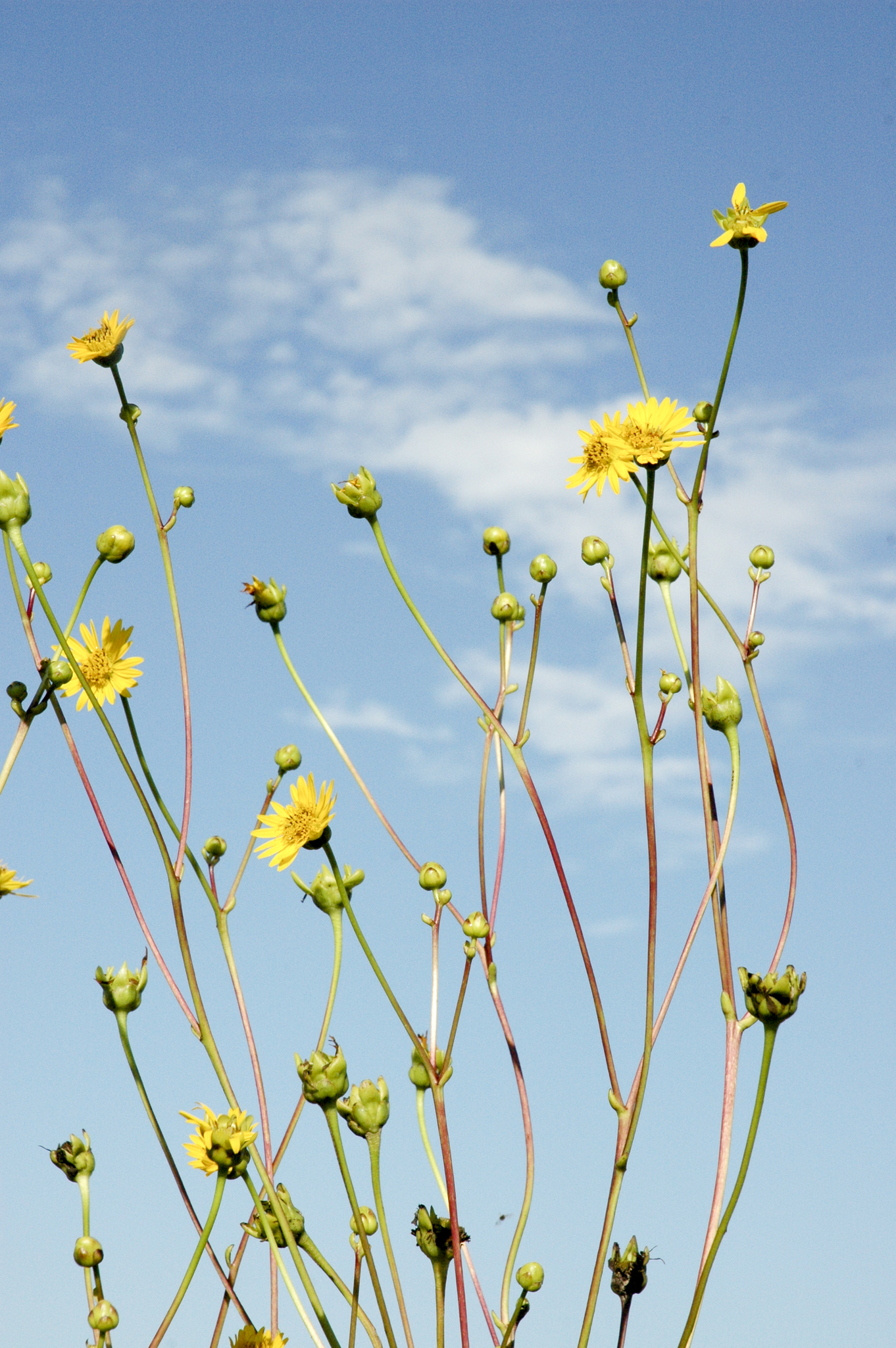 Silphium terebinthinaceum