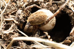 Alopecosa albofasciata