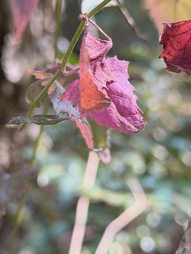 Senecio deltoideus, photograph 2