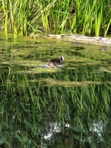 Mallard