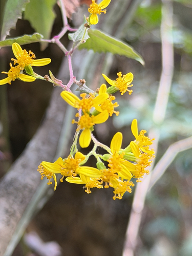 Senecio deltoideus, photograph 1