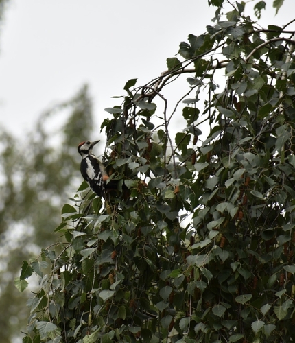 Great Spotted Woodpecker