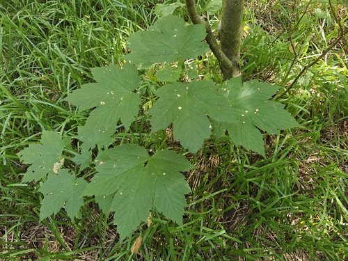 Наблюдение на iNaturalist