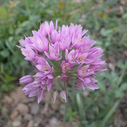 Allium roseum, photograph 1