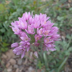 Allium roseum, photograph (c) Oriol Sastre, some rights reserved (CC BY)