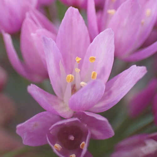 Allium roseum, photograph 2