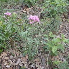Allium roseum, photograph (c) Oriol Sastre, some rights reserved (CC BY)