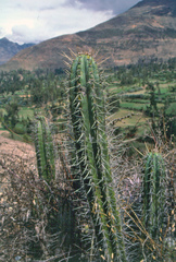 Trichocereus