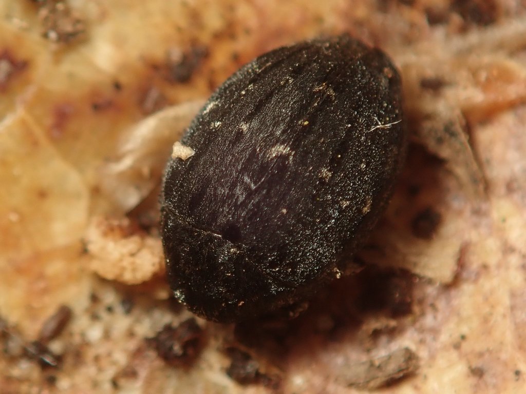 Banded Pill-beetle