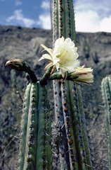 Trichocereus
