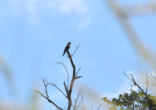 Golden-capped Parakeet