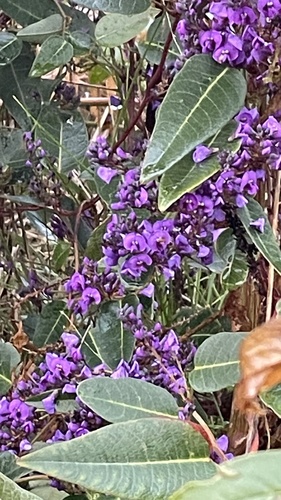 False Sarsaparilla