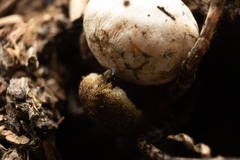 Alopecosa albofasciata