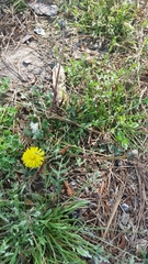 Taraxacum