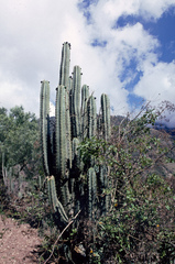Trichocereus cuzcoensis