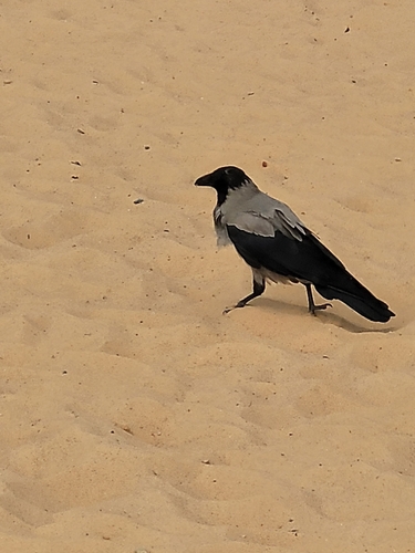 Hooded Crow