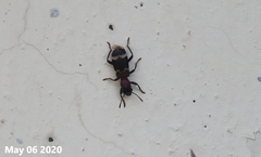 Thanasimus substriatus
