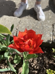 Tulipa