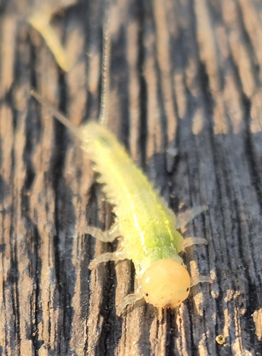 Philomastix xanthophylax