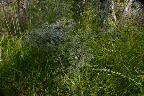 Petrophile canescens, photograph 1