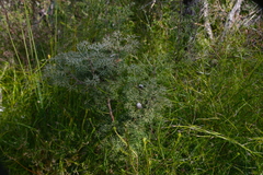 Petrophile canescens, photograph author not stated, no rights reserved