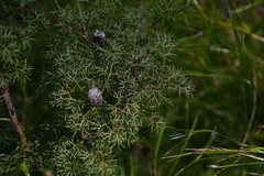 Petrophile canescens