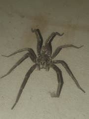 Portacosa cinerea