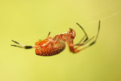 Eriophora nephiloides