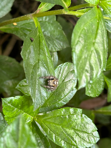 Heavy-bodied Jumper