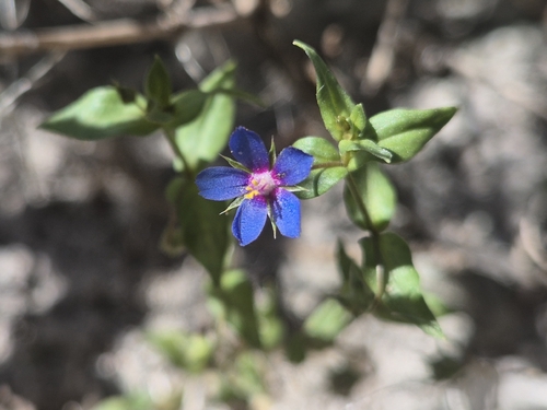 Lysimachia foemina, photograph 5