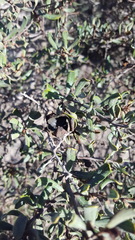 Diospyros austro-africana