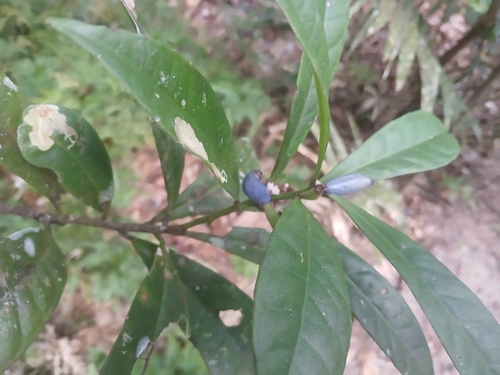 Symplocos cyanocarpa (Symplocos cyanocarpa)