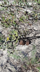 Diospyros austro-africana