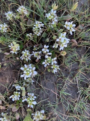Cochlearia officinalis
