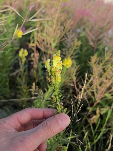 common toadflax