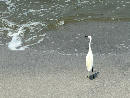 Little Egret