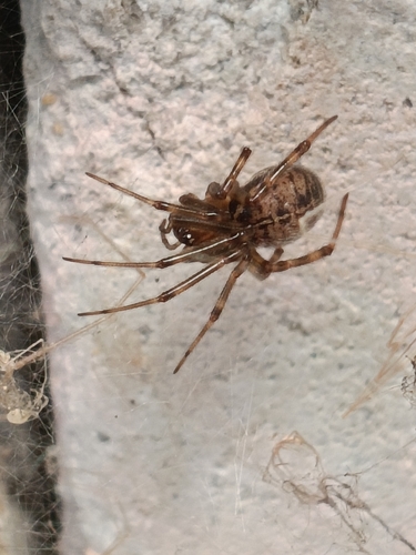 Steatoda castanea
