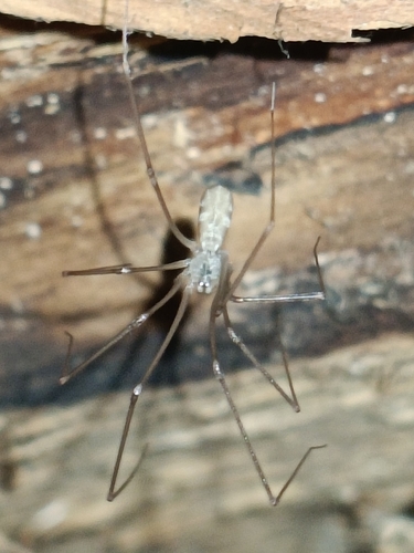 Pholcus ponticus