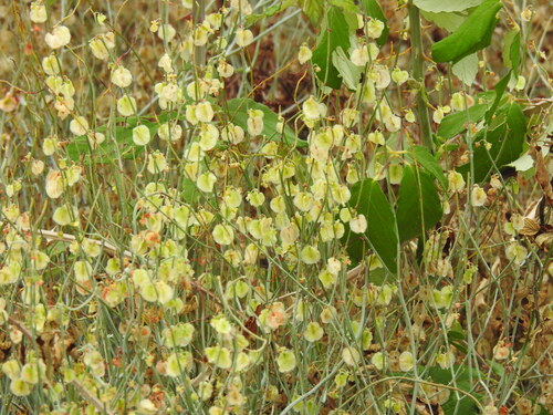 Rumex induratus, photograph 1