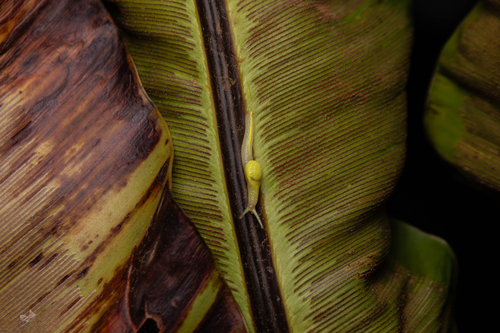 Long-tailed Semi-slug
