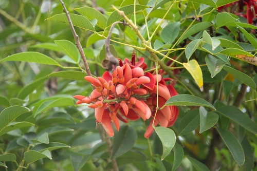 Cockspur coral tree