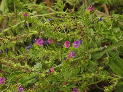 Echium rosulatum, photograph 3