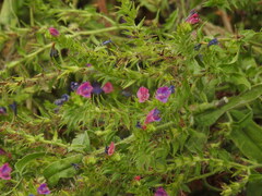 Echium rosulatum, photograph (c) Duarte Frade, some rights reserved (CC BY)
